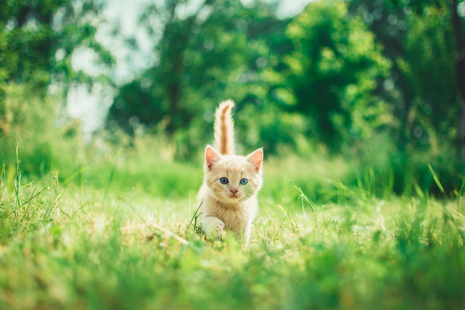 Cerpen Kucing Luna