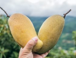 Kisah Inspiratif: Musim Mangga