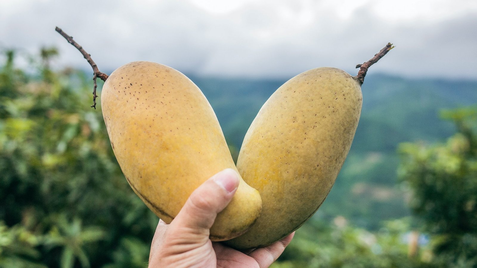 Cerpen Musim Mangga