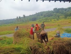 Bentuk Kemanunggalan TNI, Babinsa Jurug Bantu Petani Panen Padi
