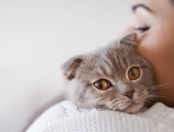 9 Jenis Cacing pada Kucing yang Perlu Diketahui – Bagian 1