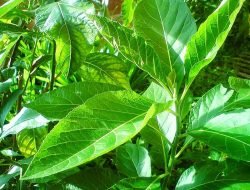 10 Manfaat Daun Afrika, Bisa Mengobati Kanker