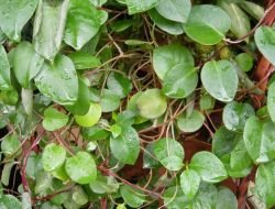 8 Manfaat Daun Binahong Untuk Kesehatan
