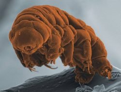 Mengenal Tardigrada, Si Hewan Bandel yang Tangguh di Muka Bumi