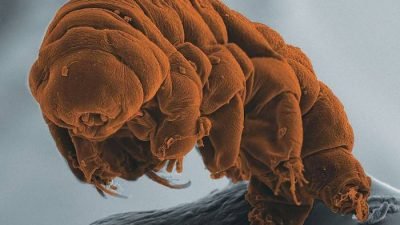 Mengenal Tardigrada, Si Hewan Bandel yang Tangguh di Muka Bumi