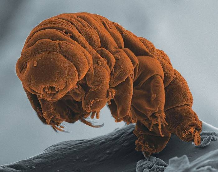 Mengenal Tardigrada, Si Hewan Bandel yang Tangguh di Muka Bumi