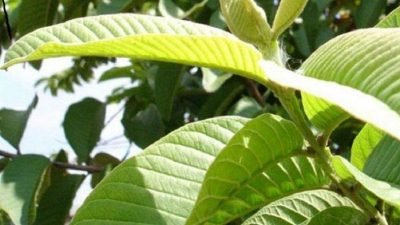 10 Manfaat Daun Jambu Biji untuk Kulit, Rambut, dan Kesehatan Secara Keseluruhan