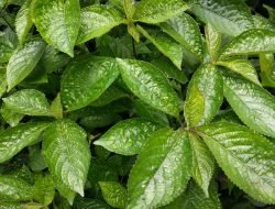Daun Keji Beling dan Beragam Manfaatnya