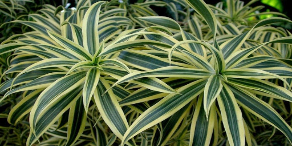 Tanaman Jenis Dracaena