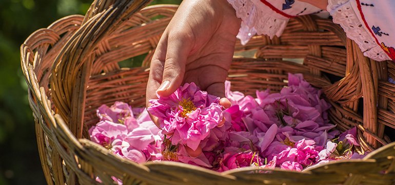 Fungsi Kandungan Skincare - Tanaman Bulgarian Rose