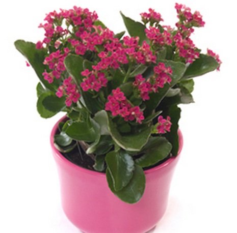 Tanaman Kalanchoe