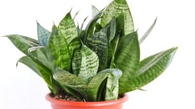 7 Tanaman Mudah Tumbuh yang Dapat Meningkatkan Kualitas Udara Dalam Ruangan Secara Ajaib!