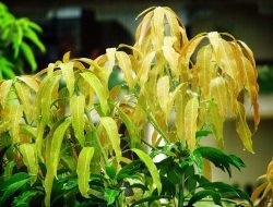 10 Manfaat Daun Mangga Untuk Kesehatan, Kamu Wajib Tahu!