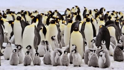 Fakta Menarik Penguin yang Mesti Kamu Tahu!