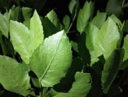 Mau Tahu Manfaat Daun Beluntas untuk Kesehatan Kita, Ini Penjelasannya