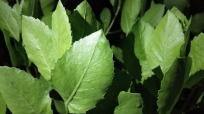 Mau Tahu Manfaat Daun Beluntas untuk Kesehatan Kita, Ini Penjelasannya
