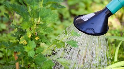 Tips dan Cara Efektif Menyiram Tanaman Agar Hemat Air, Kamu Harus Tahu!
