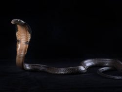 King Cobra Memiliki Cara yang Lebih Kuat dan Pasti untuk Membunuh Musuh.