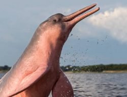 Si Lumba-lumba Pink Penghuni Sungai Amazon