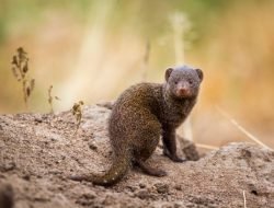 Seekor Luwak Memiliki Keunggulan Kecepatan