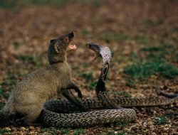 Duel King Kobra dan Mongoose Siapa yang Menang?