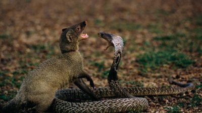Duel King Kobra dan Mongoose Siapa yang Menang?