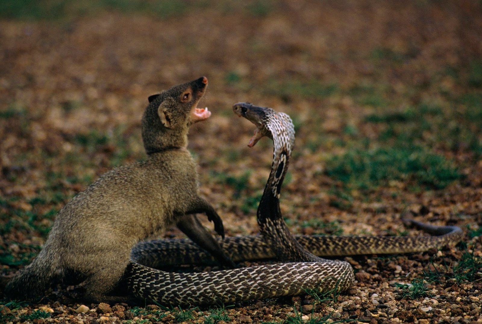 Duel King Kobra dan Mongoose Siapa yang Menang?