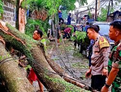 Pohon Tumbang di Cigugur Tengah Akibat Hujan Angin dan Es yang Mengguyur Kota Cimahi