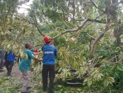Pohon Tumbang di Komplek Pemkot Cimahi Menimpa Mobil Pribadi Kabid Dispangtan dan Lima Unit Motor