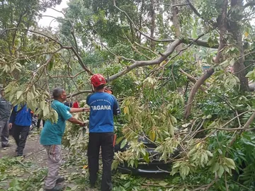 Pohon Tumbang di Komplek Pemkot Cimahi Menimpa Mobil Pribadi Kabid Dispangtan dan Lima Unit Motor