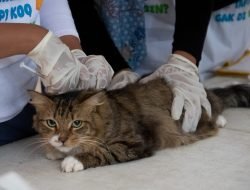 Pecinta Kucing Sambut Antusias Vaksinasi Rabies dan Sterilisasi Gratis