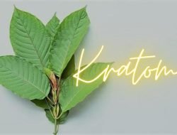 Kratom tanaman yang sedang naik daun